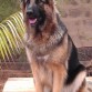 Kora